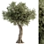 Antique Olive Tree Set 82 3D model small image 1