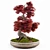 Miniature Bonsai Japanese Maple Tree 3D model small image 5