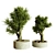 BonVray Bonsai Indoor Plant 3D model small image 1