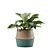 Exotic Indoor Plant Collection Pack 3D model small image 5