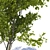 City Maple Trees with Grate 3D model small image 2