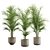 Exotic Areca Palm Set 3D model small image 1