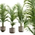 Exotic Areca Palm Set 3D model small image 2