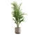 Exotic Areca Palm Set 3D model small image 5