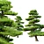 Manchurian Red Pine 3D Model 3D model small image 3