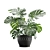 Exotic Indoor Plants Pack 17 3D model small image 4