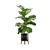 Exotic Indoor Plants Pack 17 3D model small image 5