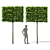 European Beech Pleached Trees 3D model small image 5