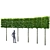 European Beech Pleached Trees 3D model small image 1