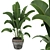 Premium Indoor Plant Collection - Banana Leaf Rubber 3D model small image 3