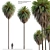 Canary Island Date Palm Duo 3D model small image 1