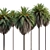 Canary Island Date Palm Duo 3D model small image 2