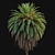 Canary Island Date Palm Duo 3D model small image 3