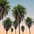 Canary Island Date Palm Duo 3D model small image 4