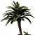 Exquisite Cycas Revoluta Palm Fern 3D model small image 2