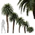 High Detail Palm Tree Collection 3D model small image 1