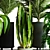 Modern Indoor Plant Collection Set 3D model small image 3