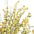 Detailed Cytisus Scoparius Plant Model 3D model small image 3