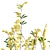 Detailed Cytisus scoparius 3D Model 3D model small image 3