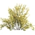 Detailed Cytisus scoparius 3D Model 3D model small image 4