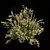 High Detail Cytisus Scoparius Plant 3D model small image 3