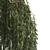 Weeping Willow Salix 3D Models 3D model small image 2