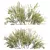 Detailed Cytisus Scoparius 3D Models 3D model small image 3