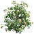 Detailed Sambucus Nigra Plant Models 3D model small image 2