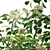 Detailed Sambucus Nigra Plant Models 3D model small image 3