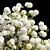 Viburnum Macrocephalum Bush 3D Model 3D model small image 2