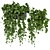 Pothos Hanging Ampelous Plant Collection 3D model small image 1