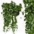 Pothos Hanging Ampelous Plant Collection 3D model small image 3