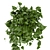 Pothos Hanging Ampelous Plant Collection 3D model small image 4