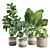 Exotic Indoor Plants Pack 21 3D model small image 1