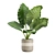 Exotic Indoor Plants Pack 21 3D model small image 4