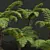 Detailed Alsophila Spinulosa Fern Models 3D model small image 2