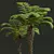 Detailed Alsophila Spinulosa Fern Models 3D model small image 3