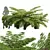 Detailed Alsophila Fern Models Pack 3D model small image 1