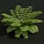 Detailed Alsophila Fern Models Pack 3D model small image 2