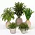 High-Quality Indoor Plants Collection 3D model small image 1