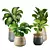 Modern Indoor Plants Collection 18 3D model small image 1