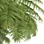 Alsophila Spinulosa Fern 3D Models 3D model small image 2