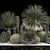 Desert Plant Set for Landscaping with Yucca, Dracaena, Cactus 3D model small image 3