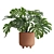 Tropical Monstera Deliciosa 3D Plant 3D model small image 5