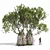 Avicennia Marina Mangrove Tree Set 3D model small image 2