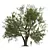 Detailed Angel Oak Tree Model 3D model small image 1