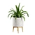 Exotic Indoor Plants Collection.pyplot79 3D model small image 5