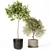 High-Quality Indoor Plant Set 3D model small image 4