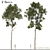 Shorea Chinensis Tree Pair Timber Harvest 3D model small image 1