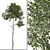 Shorea Chinensis Tree Pair Timber Harvest 3D model small image 3